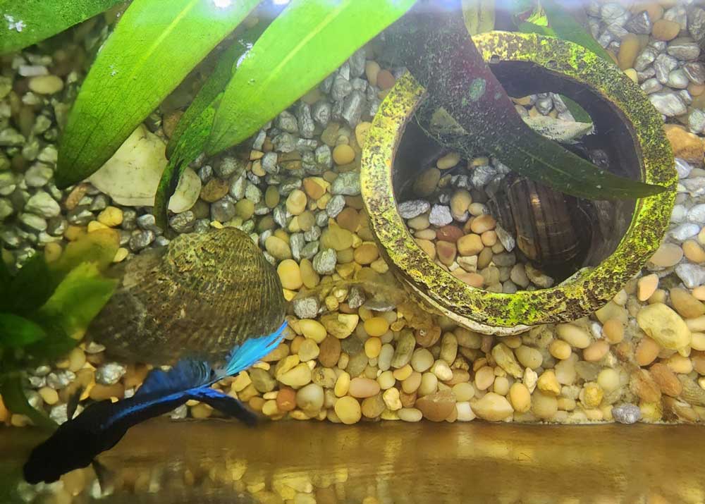 A brown mystery snail sleeps in a small tube while a brilliant blue betta fish swims nearby